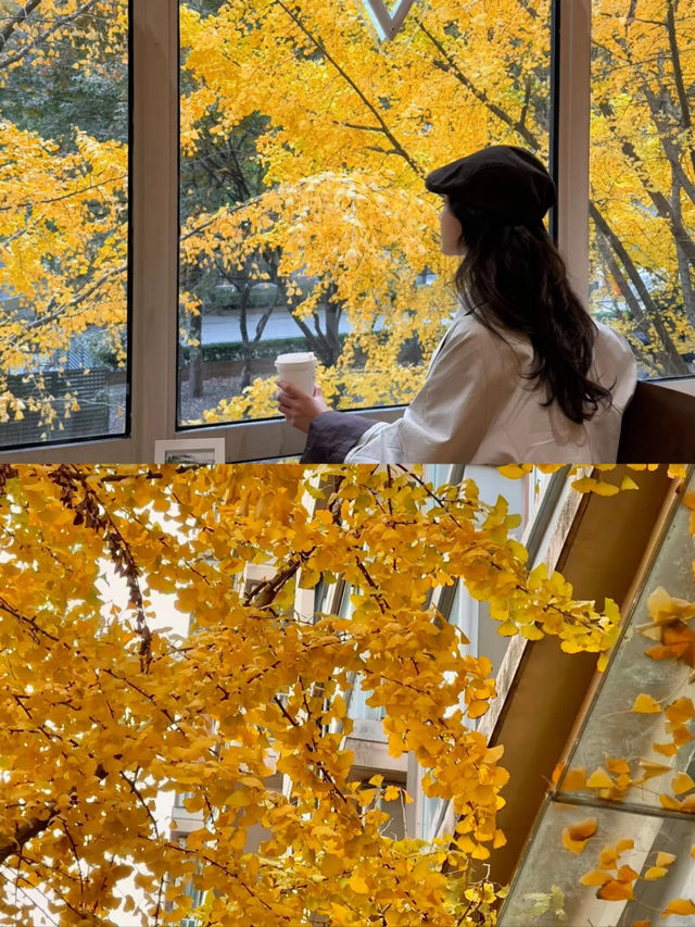 上海|黃金城道已經美得不像樣了~ 上海|黃金城道已經美得不像樣了~