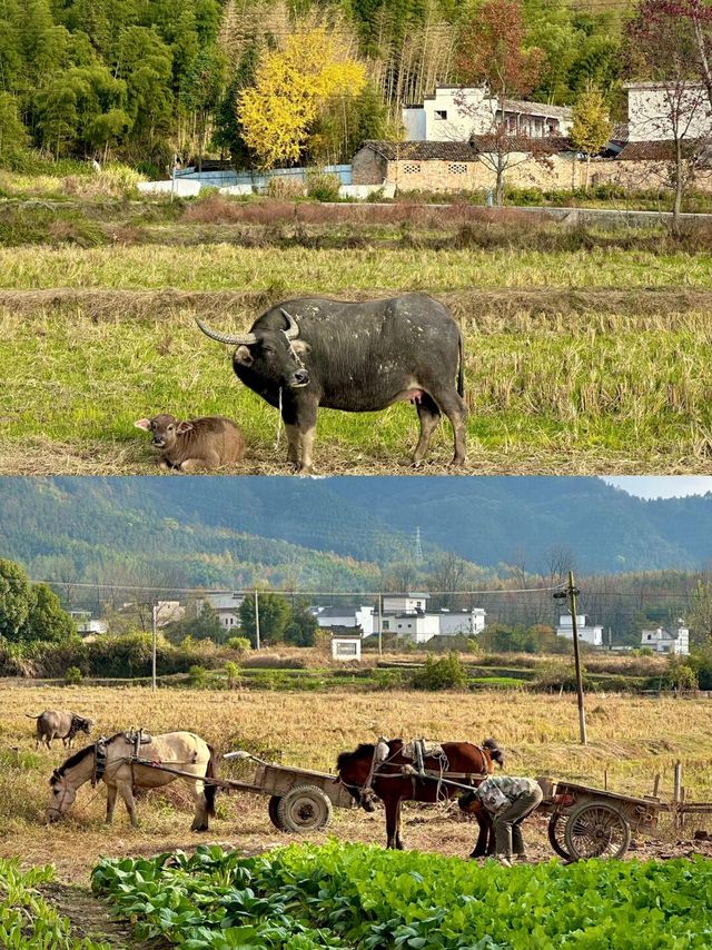 黟縣秘境屏山：畫中鄉村的寧靜與美好