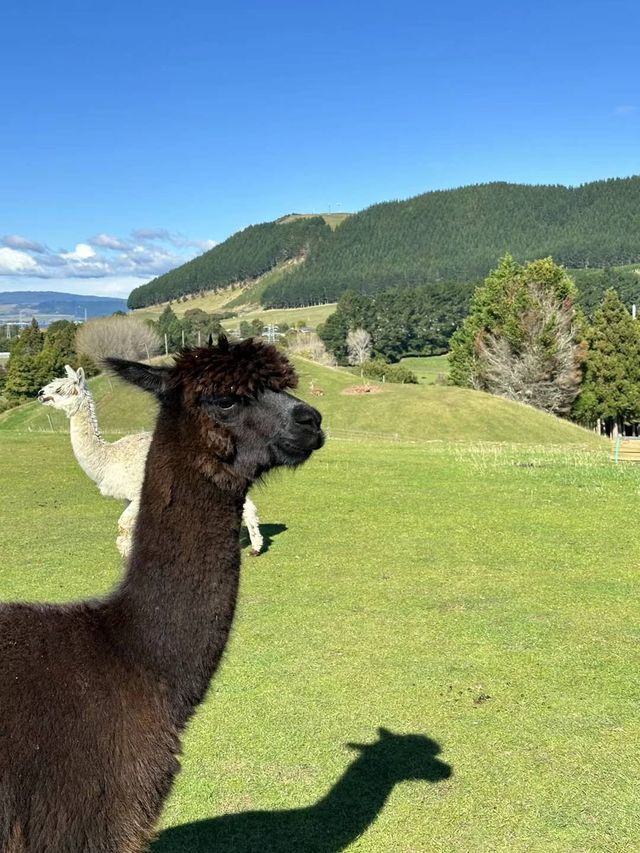 11天新西蘭之旅超美熱門風景全攻略