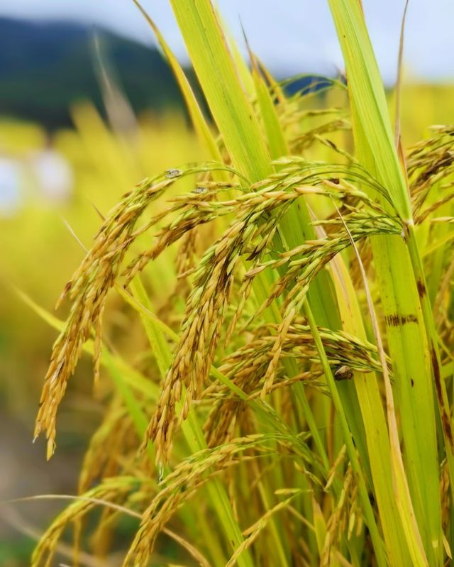 廣東秋日限定|打卡風吹麥田的秋天
