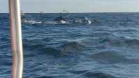 Sri Lanka Whale Watching Guide: Experience the Majestic Whales