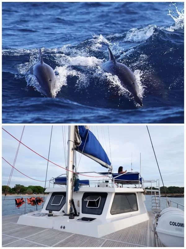 Sri Lanka Whale Shark Adventure