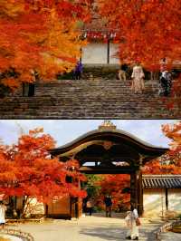 京都·二尊院紅葉的馬場｜體驗和服之美！