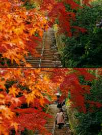 京都·二尊院紅葉的馬場｜體驗和服之美！