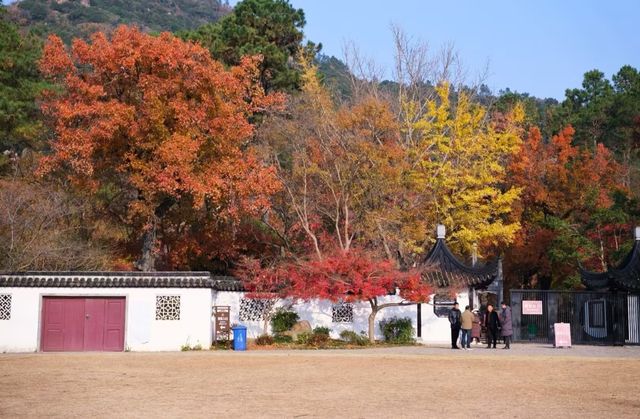 蘇州天平山，楓葉紅了