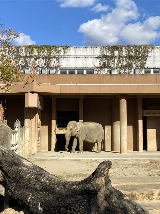 名古屋動物園的冬日暖陽