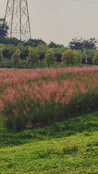 《徒步石岩湖陌上花開公園：探尋未知的美麗》