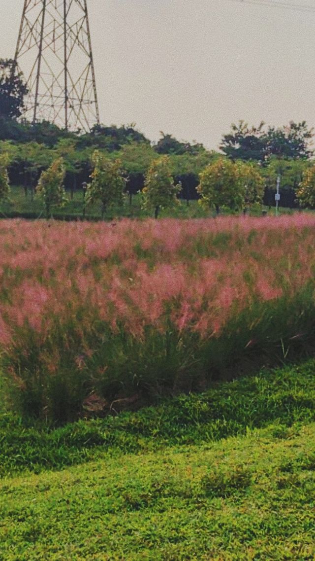 《徒步石岩湖陌上花開公園：探尋未知的美麗》