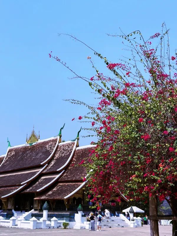 Discover the Beauty of Wat Xieng Thong, Laos' Royal Temple