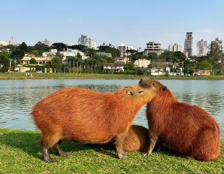 Explore Barigui Park | Curitiba's Green Treasure and the Lazy Charm of Capybaras