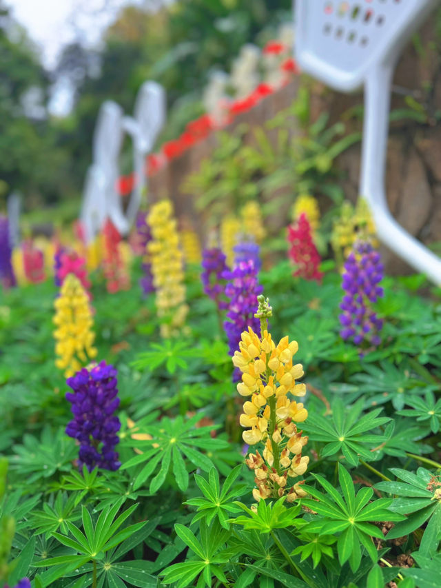 探秘雲蘿植物園，邂逅自然之美🌸