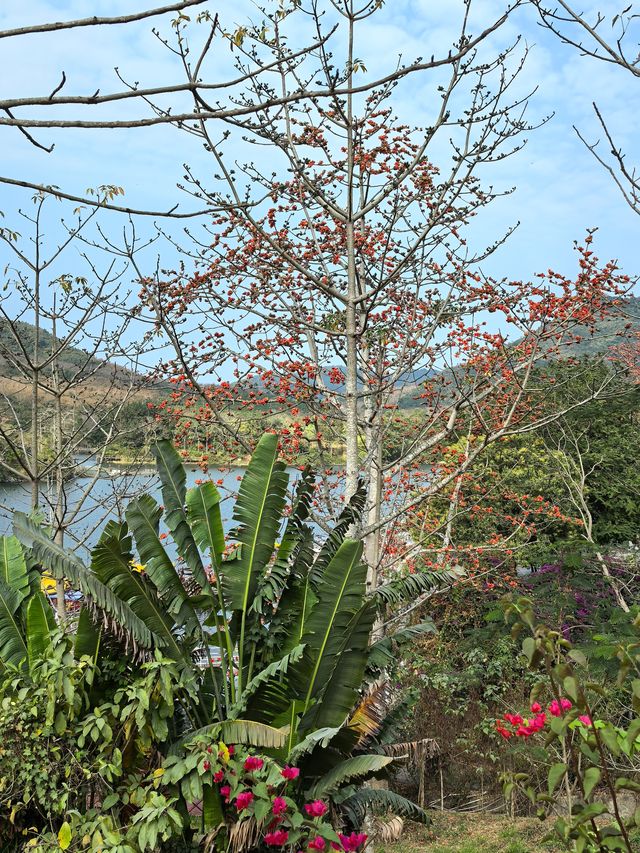 昌化江畔木棉賞花碼頭一一木棉紅景區