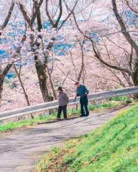 京都超絕的賞櫻地！速度收藏