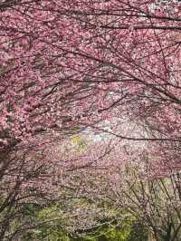 武漢2-5月賞花攻略！是春和景明