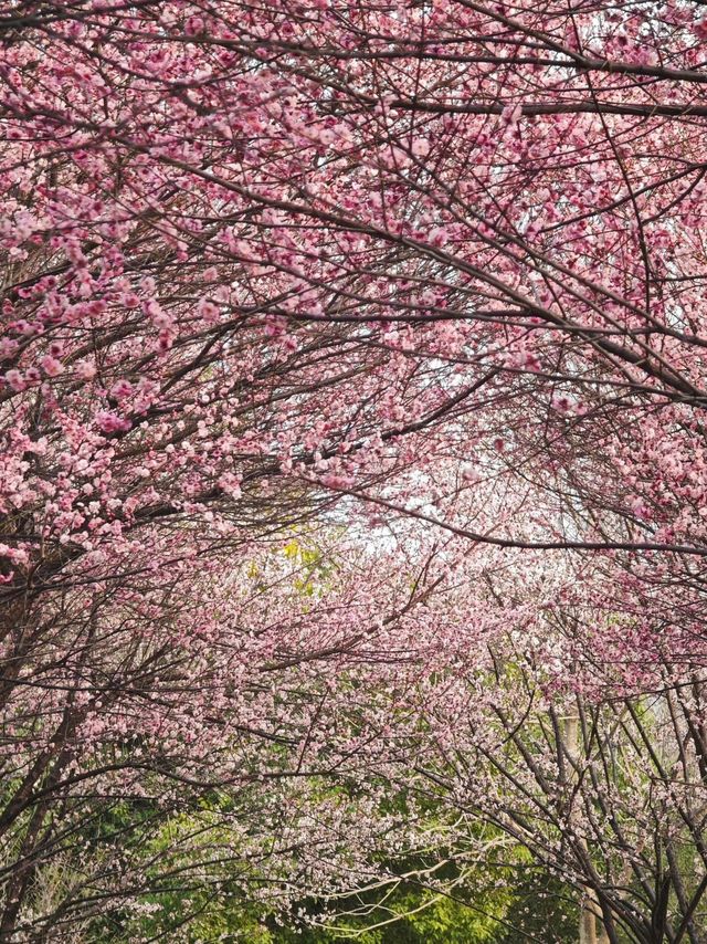 武漢2-5月賞花攻略！是春和景明
