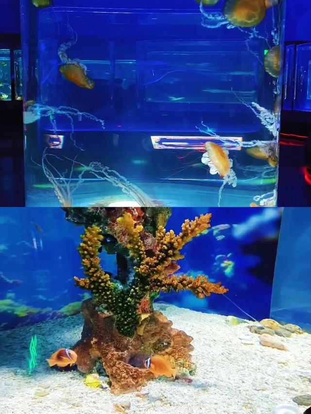 世界最美海洋館？上海海昌是嗎？