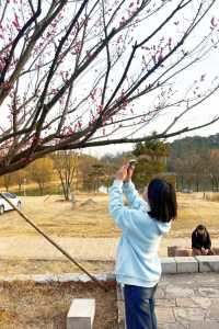 燦爛「梅」景~快來信陽這些地方打卡吧！