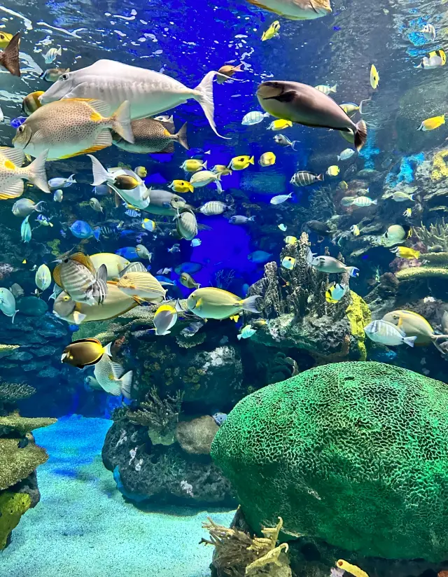 Explore Ripley's Aquarium of Canada in Toronto | A Wonderful Ocean Journey