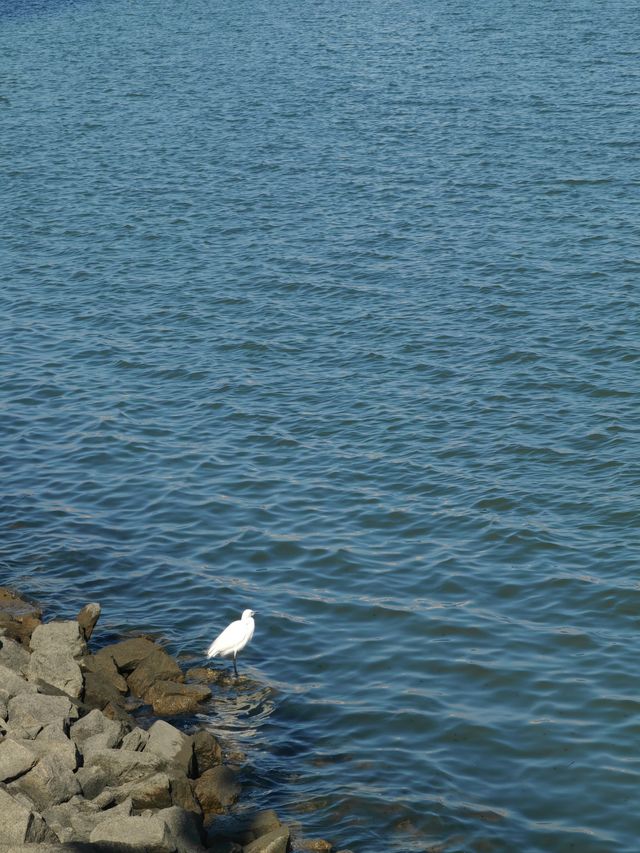 珠海情侶路碧道漫步