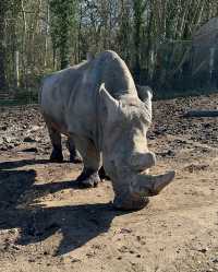 伍斯特周邊必衝！西密德蘭茲野生動物園保姆級攻略真實體驗
