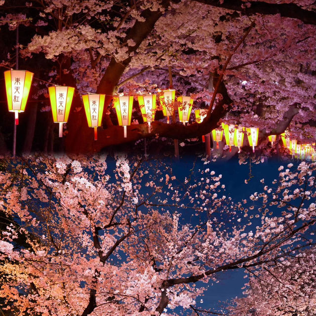 🌸春日必看！上野公園櫻花滿開攻略