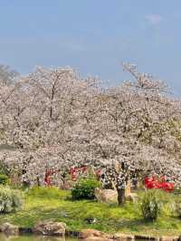 3月武漢東湖櫻花園實況，人氣爆棚！