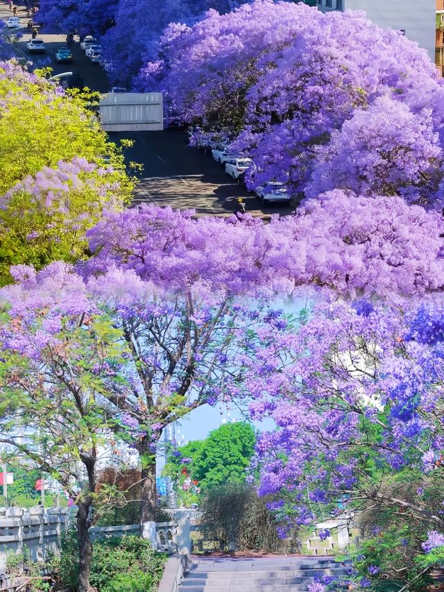奔赴一場紫色之約，西昌藍花楹藏著什麼驚喜？