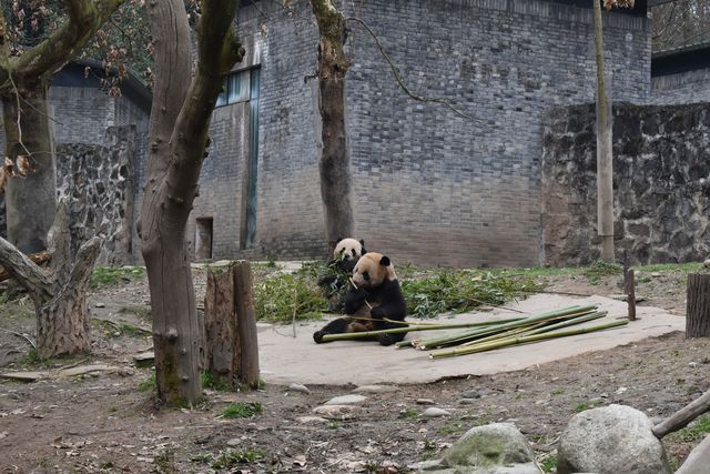 一個可以近距離看熊貓的地方，照片很不錯