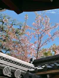 京都で楽しむ早春の桜
