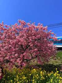 河津桜の美しさに感動！