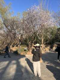紫竹院賞山桃花～