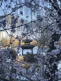 紫竹院賞山桃花～