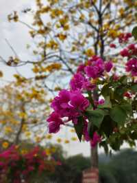 大雁山鮮花盛開，免費欣賞禾雀花