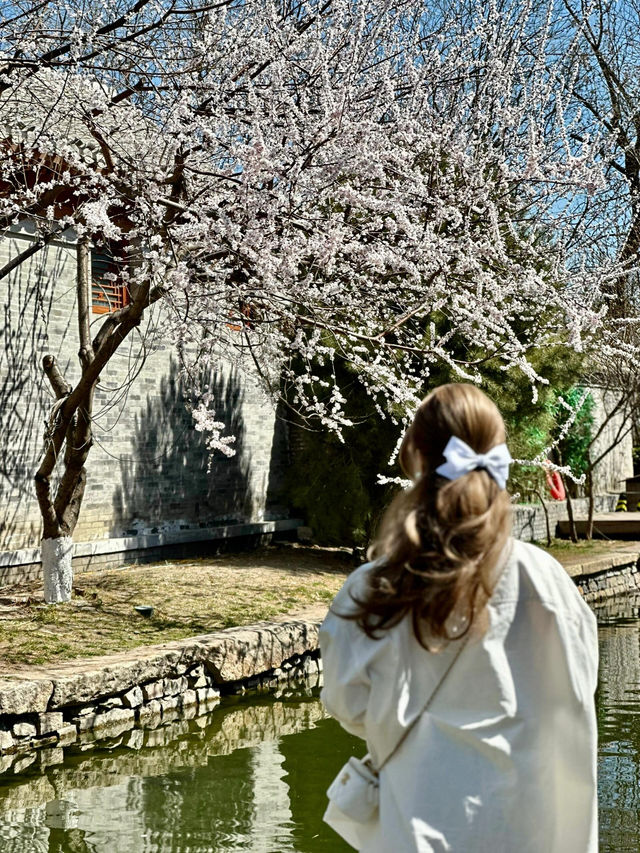 北京3.19實拍三里河公園桃花開啦🌸