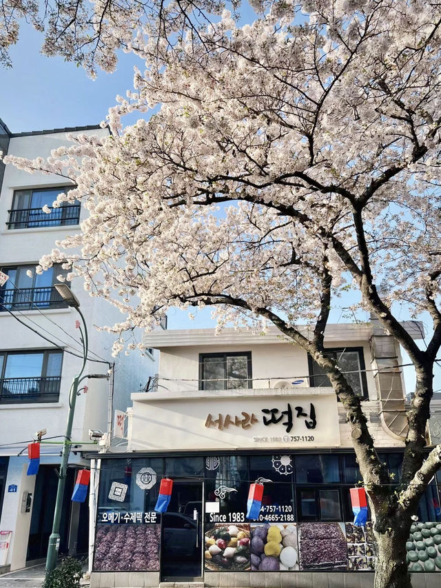 櫻映濟州，春行花海大道