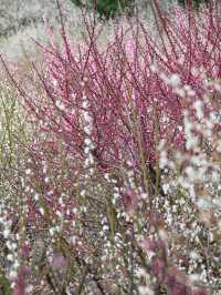 梅花盛開時「香雪海」三個字具象化了