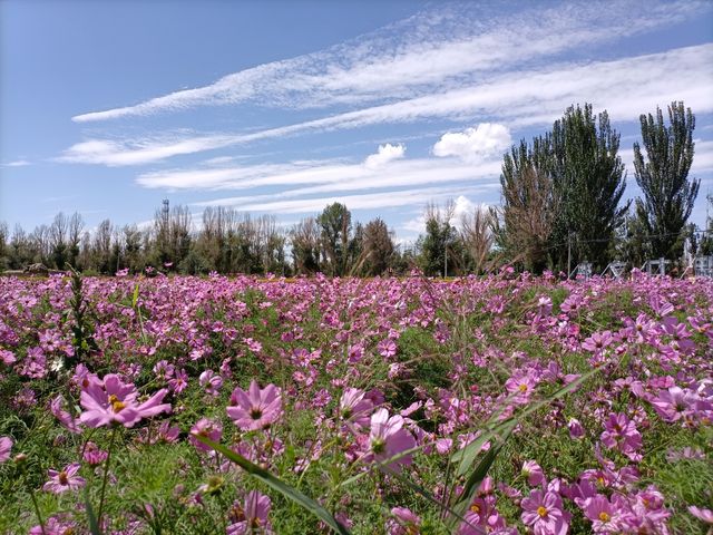 祁連花裾