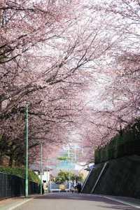 春分の日に花を楽しむ