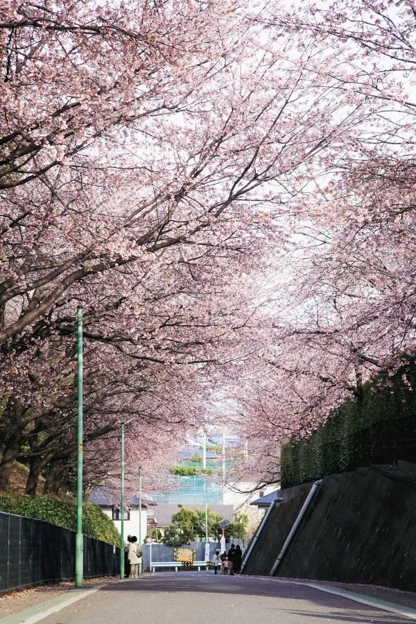 春分の日に花を楽しむ