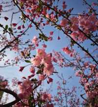 春天嘅格調就係咁靚～淄博人民公園打卡