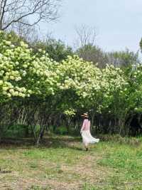 Explore the Stunning Hydrangea Waterfall at Xixi Wetland with Free Route Options
