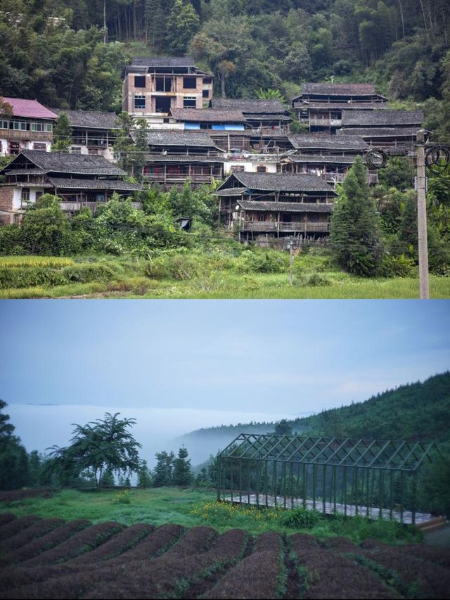 龍形沖民宿，躺看茶山星空