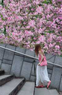 柏曼碼頭花海打卡點