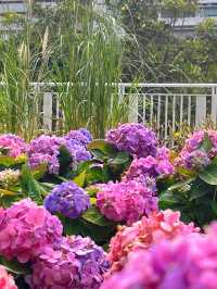 沙田石門河濱公園🌸粉色繡球花打卡