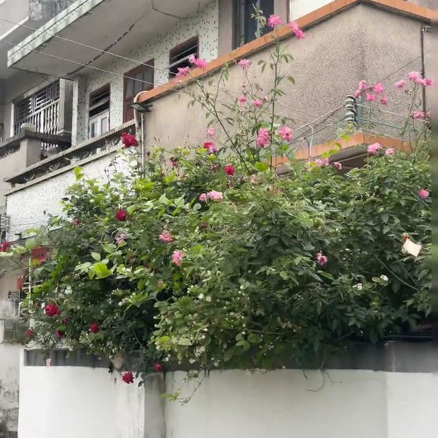 中山曹邊村｜狀元路，10分鐘竹林秘境🌳治愈解壓天花板