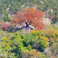🍂 A Hidden Hike to a Majestic Tree