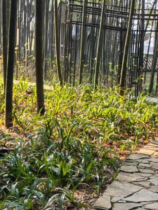 City of Tea and Bamboo, Charm of Mountains and Waters