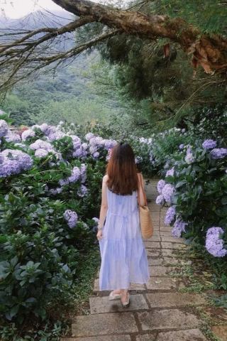 Taiwan Travel: Yangmingshan Summer Hydrangea Season