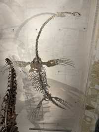 Roar-some Dinosaur Exhibits At The Natural History Museum Of Taiwan 