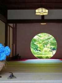 東京6月紫陽花聖地交通全攻略：奔赴限定藍紫色浪漫 